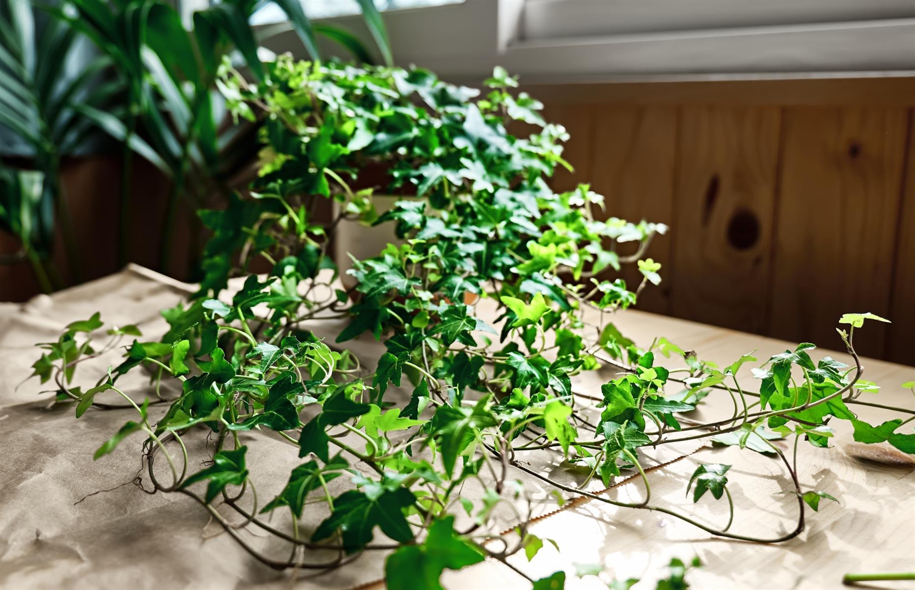Toxic plant: English ivy (Hedera helix)